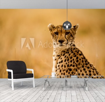 Picture of Cheetah