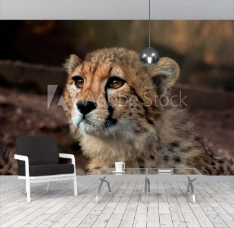 Picture of Gepard