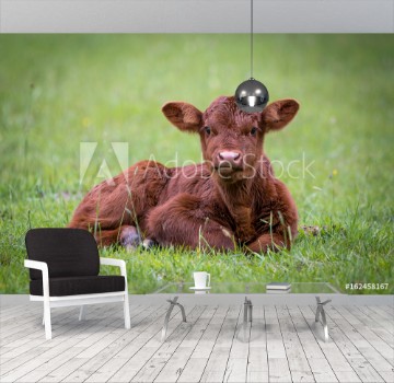 Picture of Calf