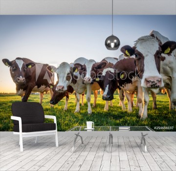 Picture of Cows