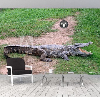 Picture of Crocodile