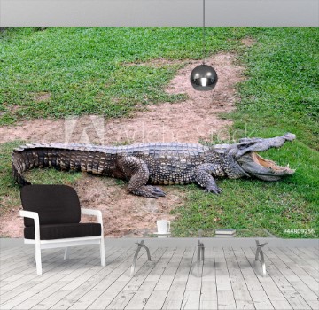 Picture of Crocodile