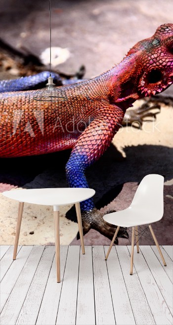 Picture of lizard