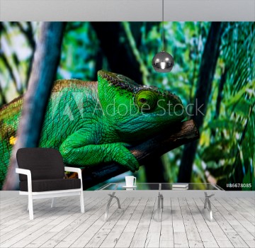 Picture of chameleon
