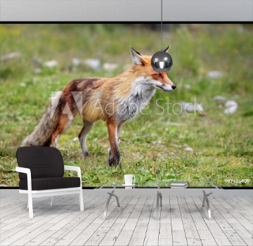 Picture of Fox