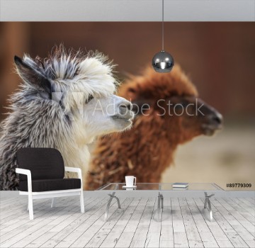 Picture of alpaca