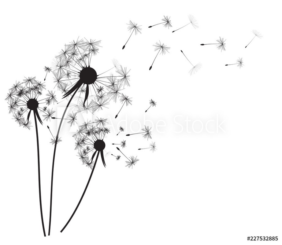 Picture of Dandelion Background