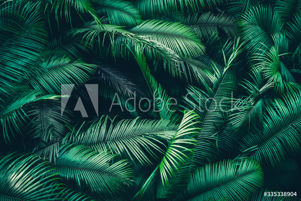 tropical forest natural background nature scene in green tone style concept  of relax and freedom lifestyle using for spa and travel from Wallmural |  Familywallpapers