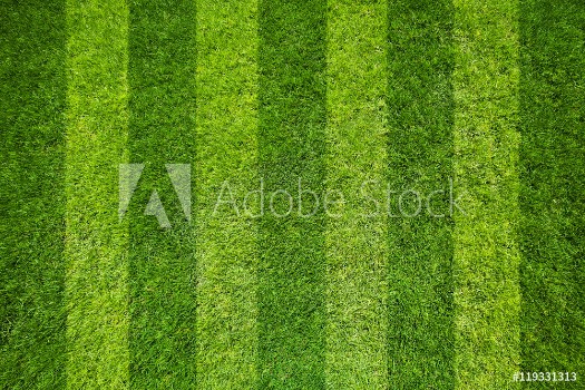 Picture of grass