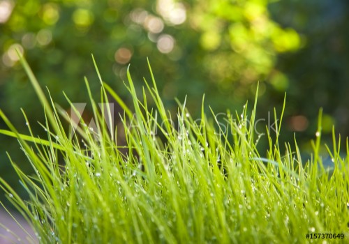 Image de Herbe