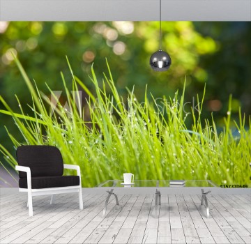 Image de Herbe