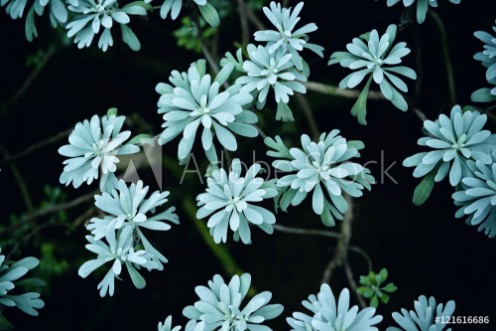 Picture of 121616686