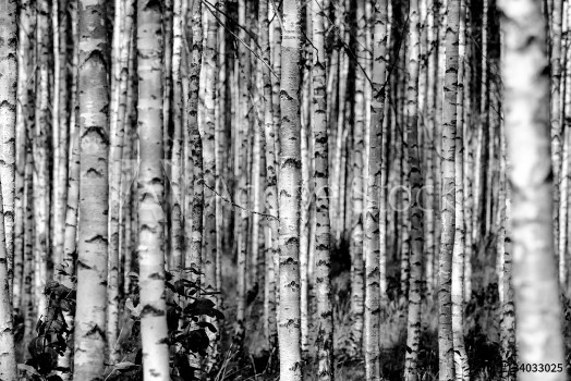 Picture of Birches