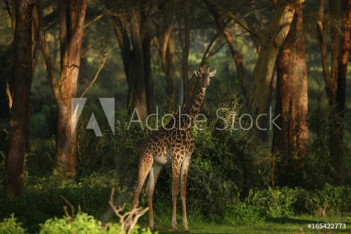 Picture of Giraffe