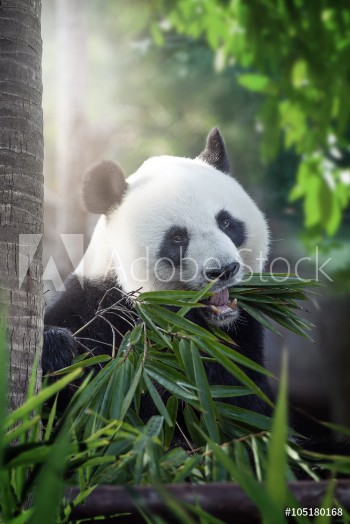 Bild på panda