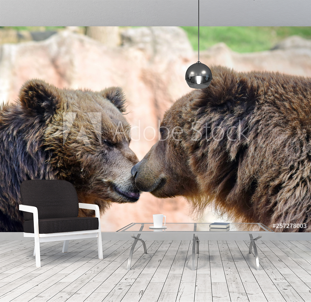 Brown Bear Couple Ursus Arctos Beringianus Head Closeup Portrait from Wallmural | Familywallpapers Brown Bear Couple Ursus Arctos Beringianus Head Closeup Portrait from Wallmural | Familywallpapers