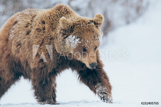 Image de Bear