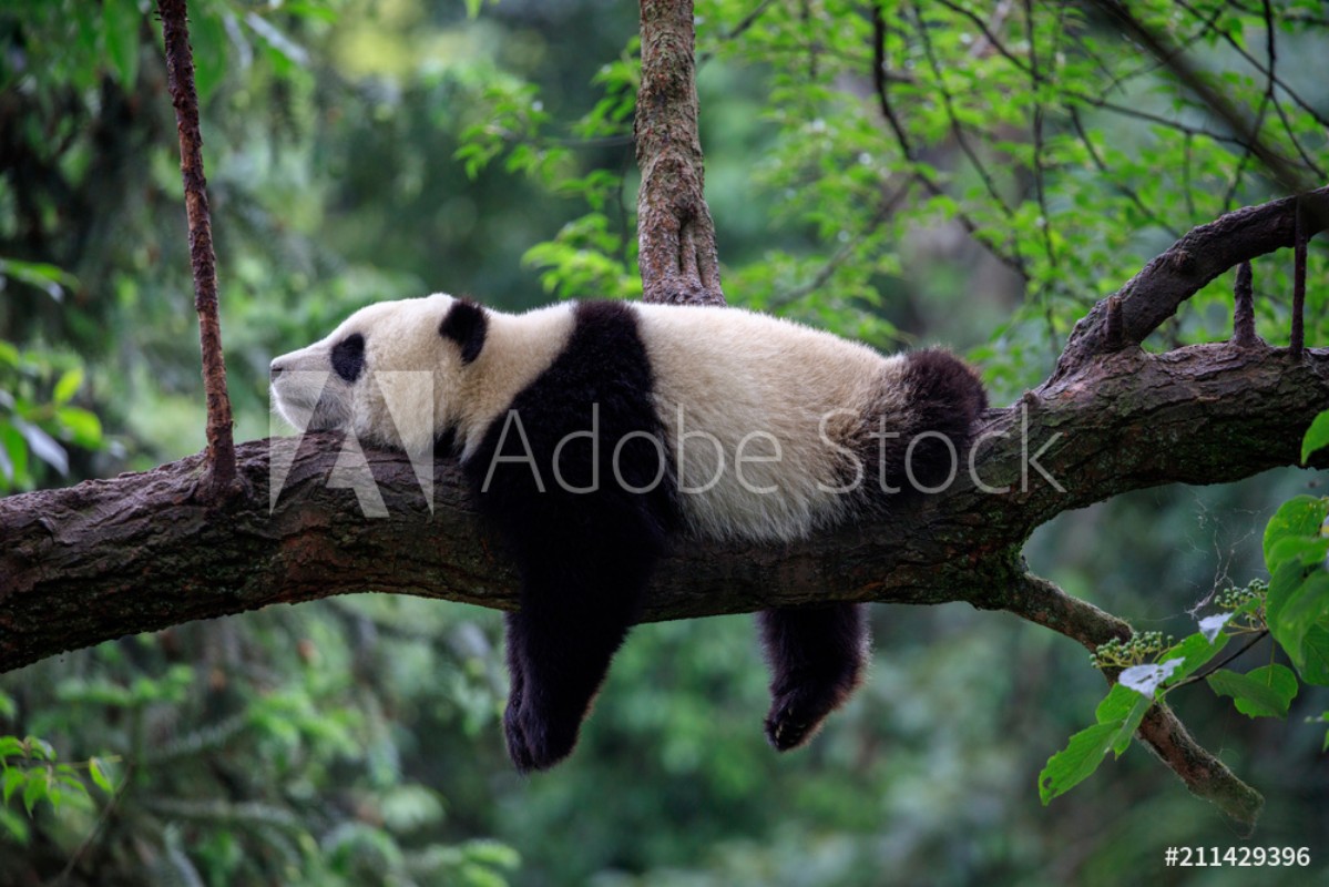 Lazy Panda Bear Sleeping on a Tree Branch China Wildlife Bifengxia nature  reserve Sichuan Province valmistajalta Valokuvatapetit | Kotitapetti