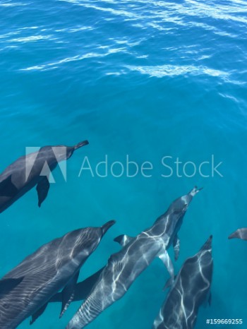 Picture of dolphin