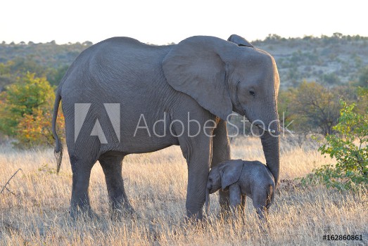 Picture of Elefant
