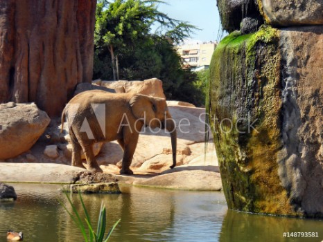 Bild på Elefante