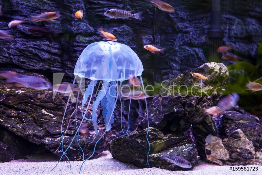 Bild på Jellyfish