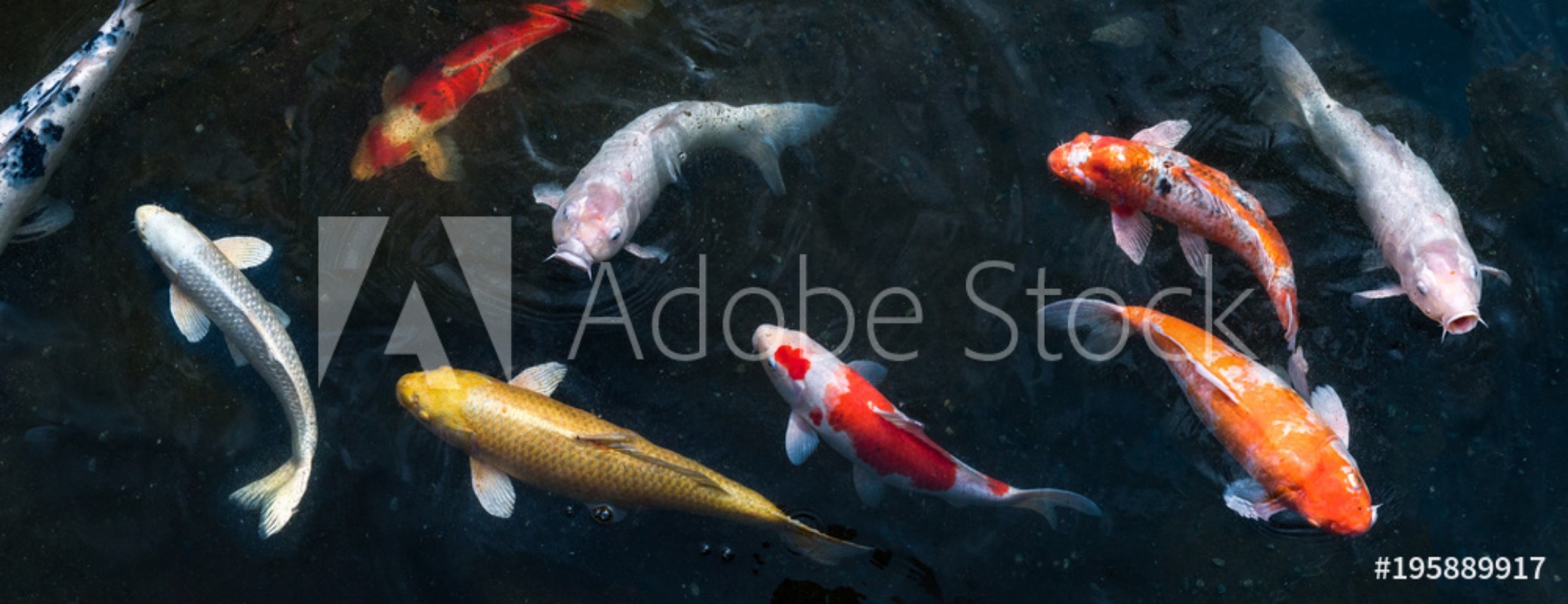 Koi schwimmen in einem Teich als Hintergrund Panorama valmistajalta  Valokuvatapetit | Kotitapetti