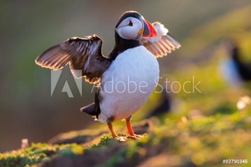 Picture of Puffin