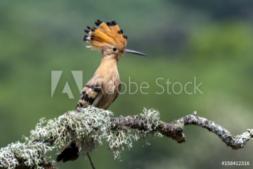 Picture of Hoopoe