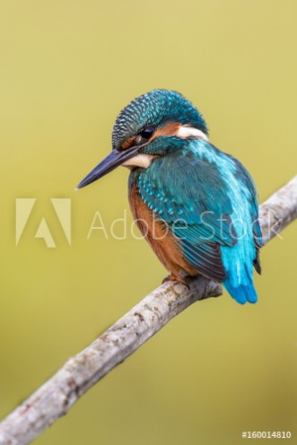 Picture of Kingfisher