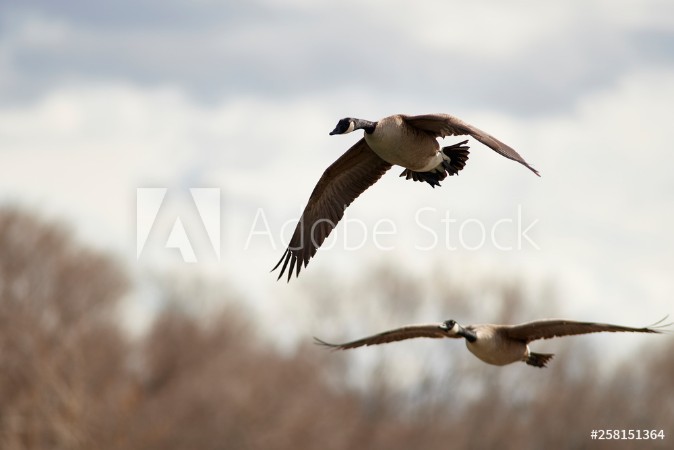 Afbeeldingen van Wildlife