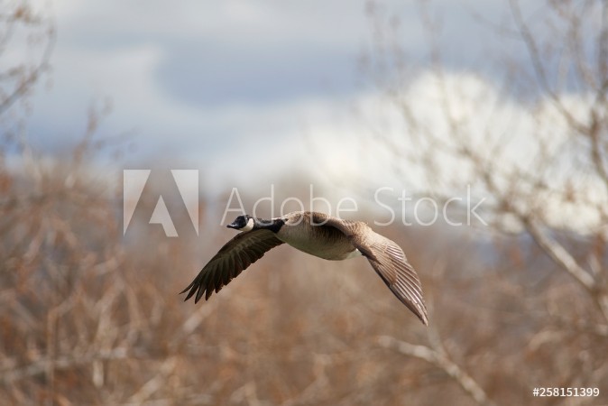 Afbeeldingen van Wildlife