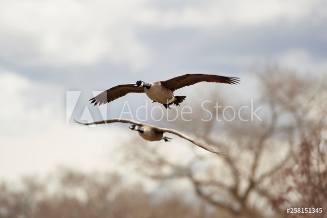 Afbeeldingen van Wildlife