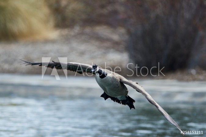 Afbeeldingen van Wildlife