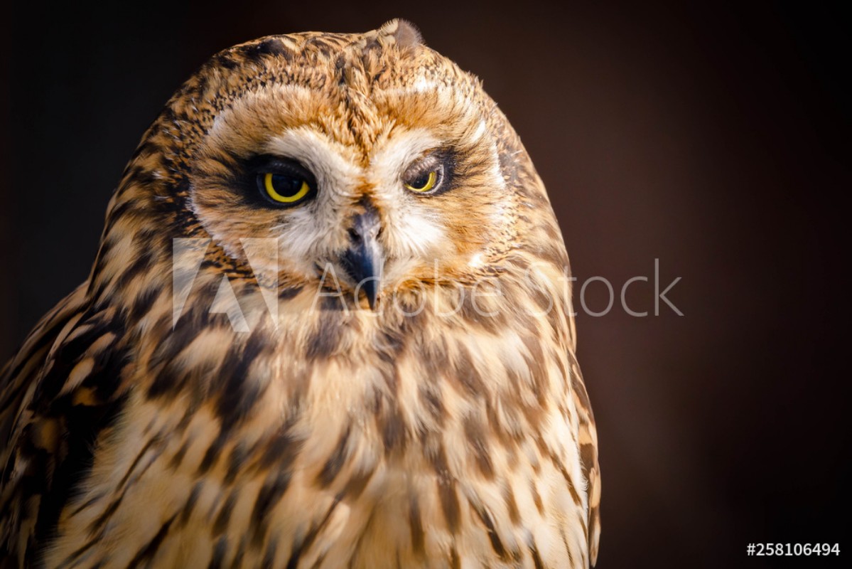 Bild på OWL