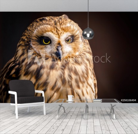 Image de OWL