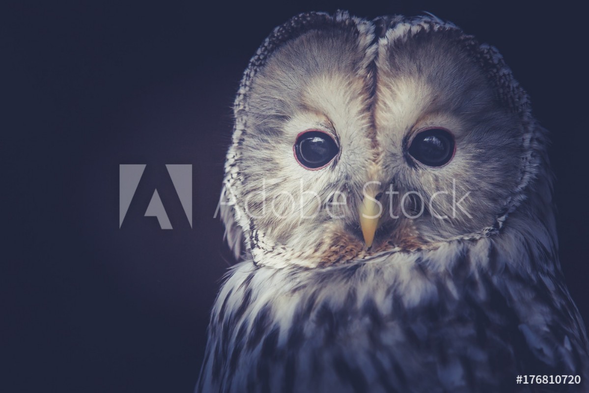 Bild på Owl