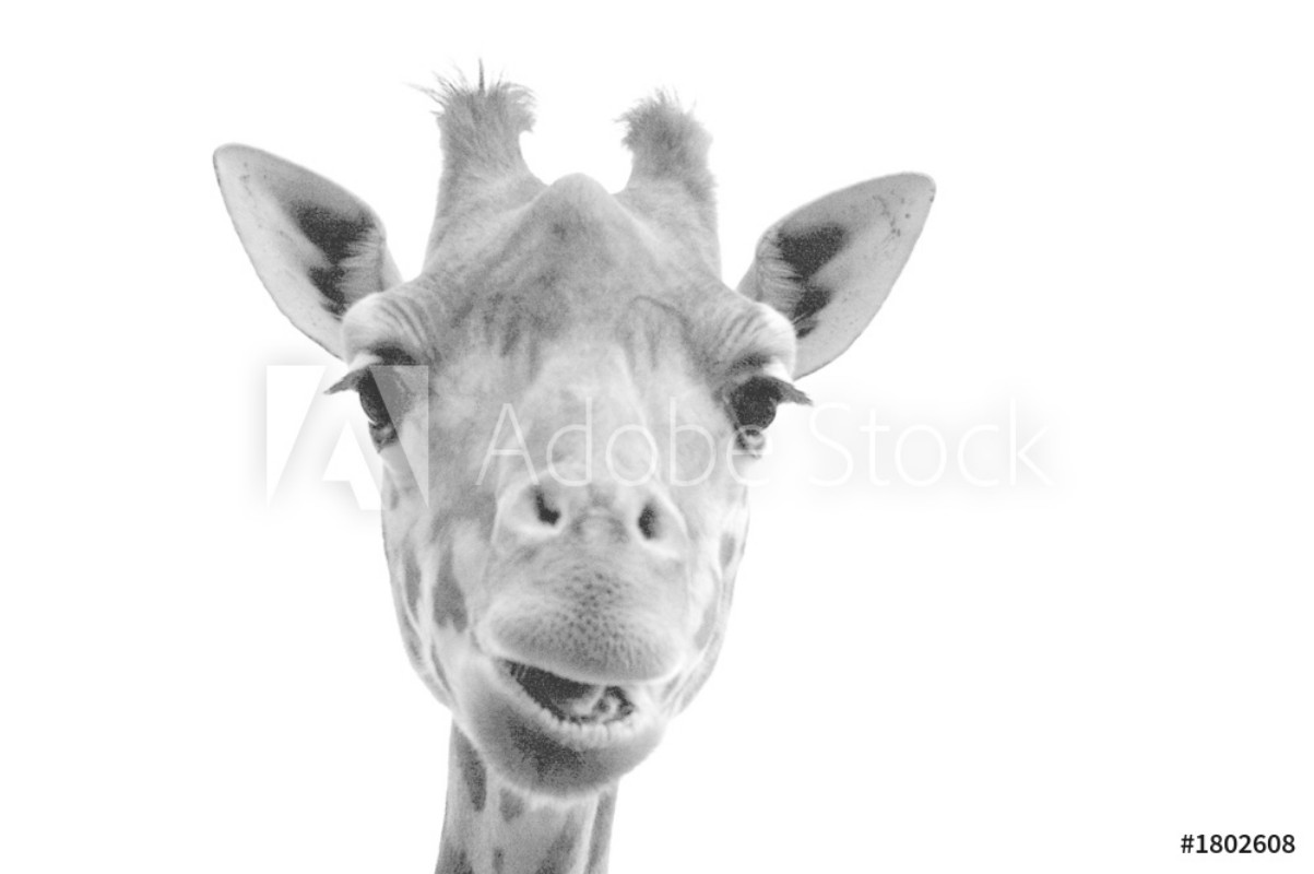 Picture of Girafe