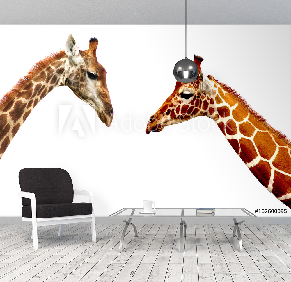 Giraffe heads isolated on white background valmistajalta Valokuvatapetit |  Kotitapetti