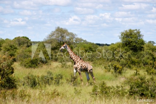 Picture of Giraffe