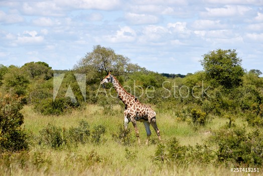 Picture of giraffe