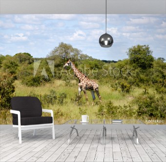 Picture of Giraffe