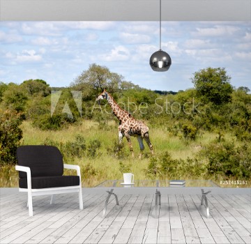 Picture of giraffe