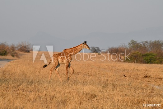 Image de Giraffe