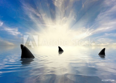 Picture of Sharks