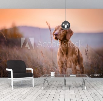 Picture of Vizsla
