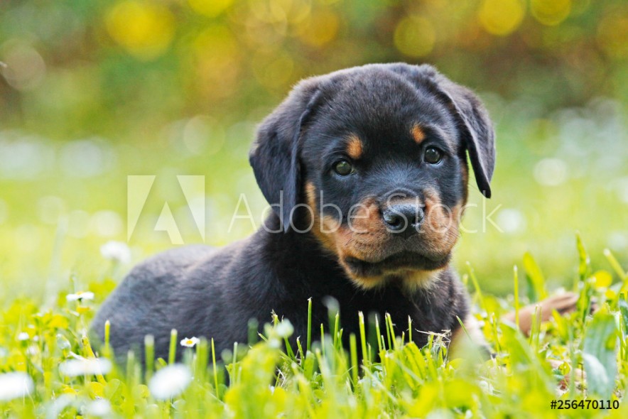 Rottweiler Welpe Puppy liegt im Gras valmistajalta Valokuvatapetit |  Kotitapetti