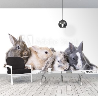 Picture of Tierkinder