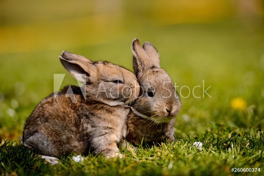 Picture of rabbit