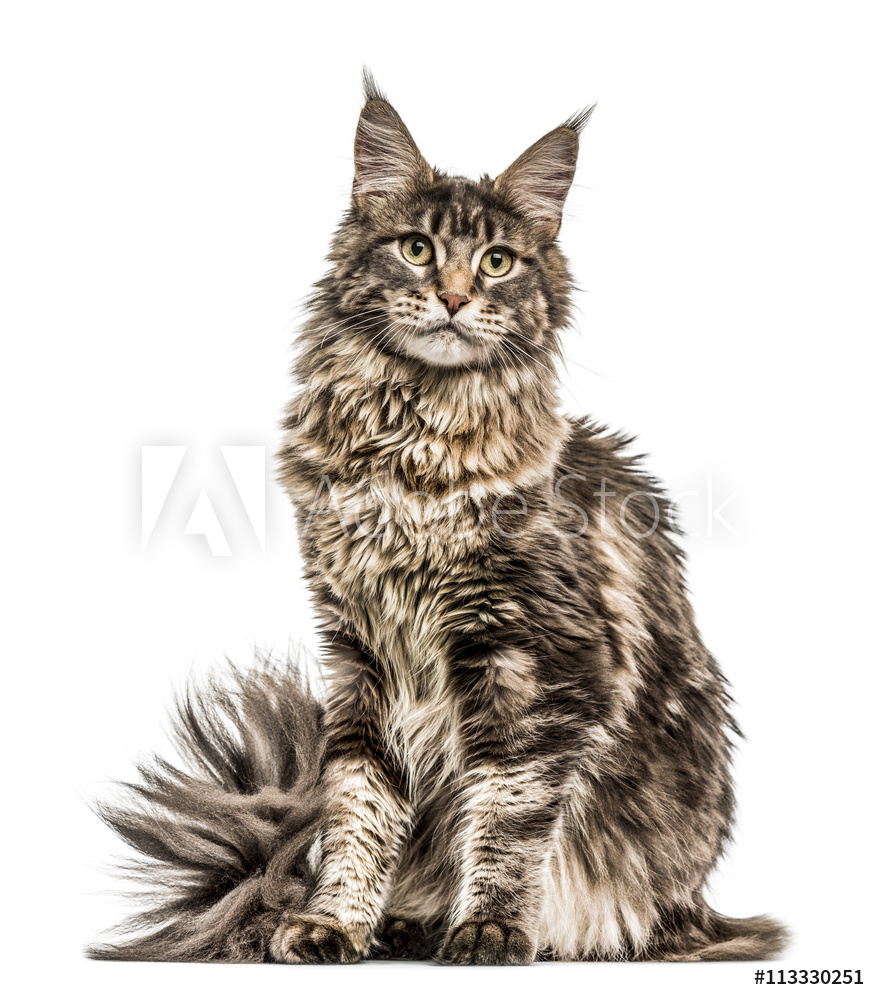 Maine Coon isolated on white valmistajalta Valokuvatapetit | Kotitapetti